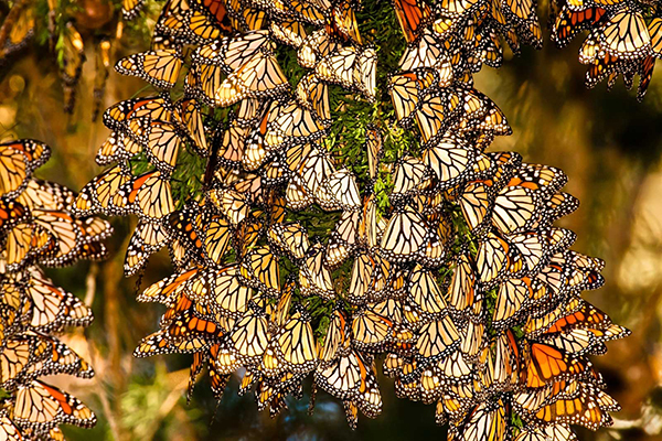 Wintering Monarchs