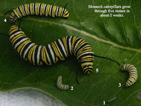 Caterpillar Stages