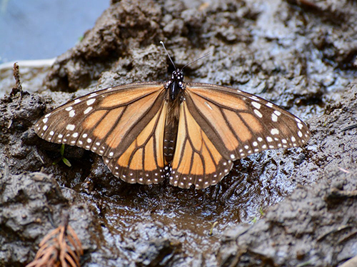 Monarch Drinking From Wet Soil