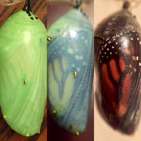 Chrysalis Stages